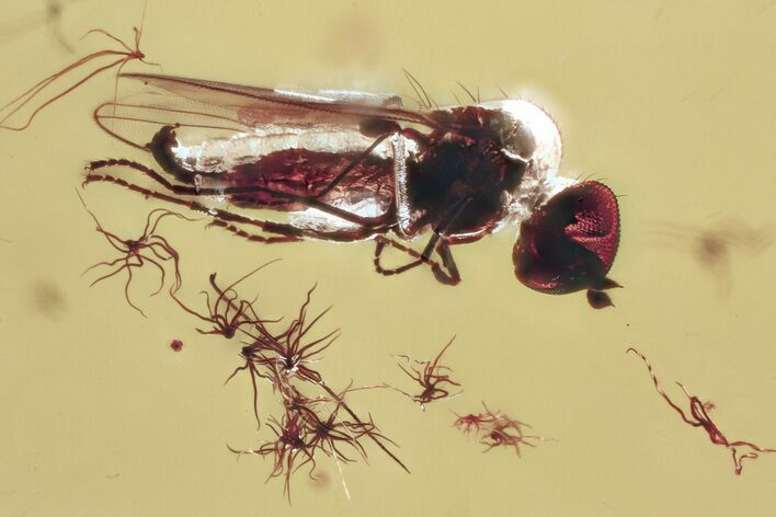 Fossil Fly (Microphorinae) with Oak Stellate Hairs In Baltic Amber #372595